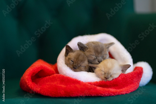 Three Burmese kittens sleep in Santa Claus's Christmas hat close-up