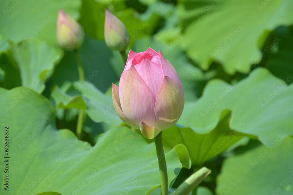 pink bud of  lotus flower ready to blossom in garden