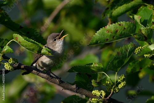 Eastern olivaceous warbler // Blassspötter (Iduna pallida) - Lake Kerkini, Greece photo