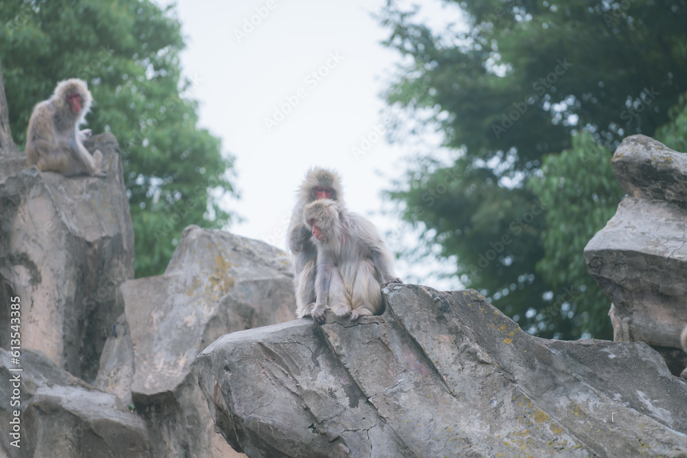 Obraz premium 動物園のサル