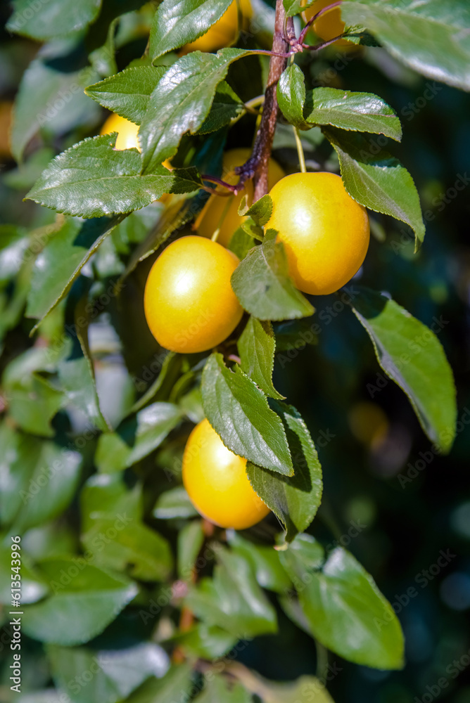 Yellow cherry plum berries ripen on the branches
Yellow cherry plum berries ripen on the branches