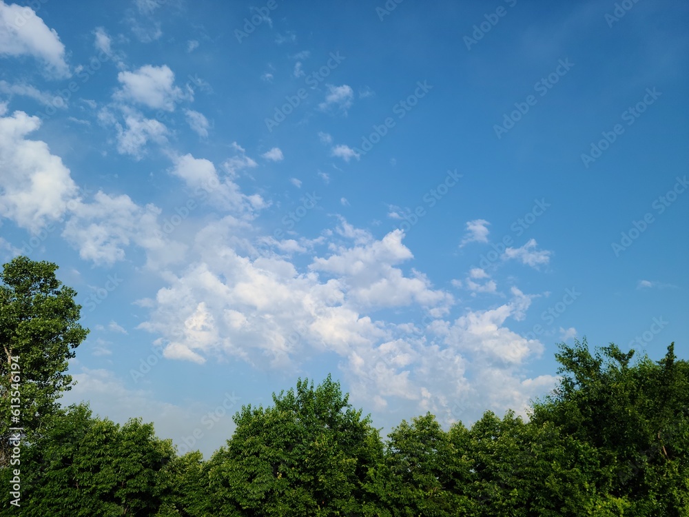 Blue sky over evergreen trees with white puffy clouds