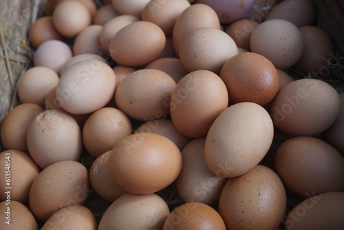 Domestic chicken eggs photo