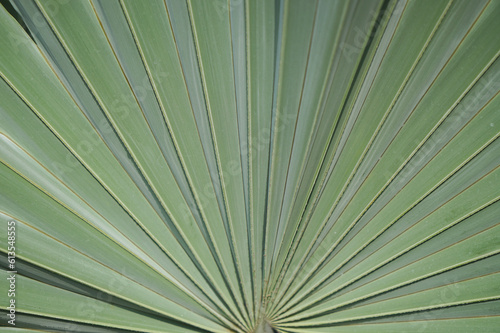Palm leaf bones Palem bismarck / bismarkia silver (Bismarckia nobilis) photo