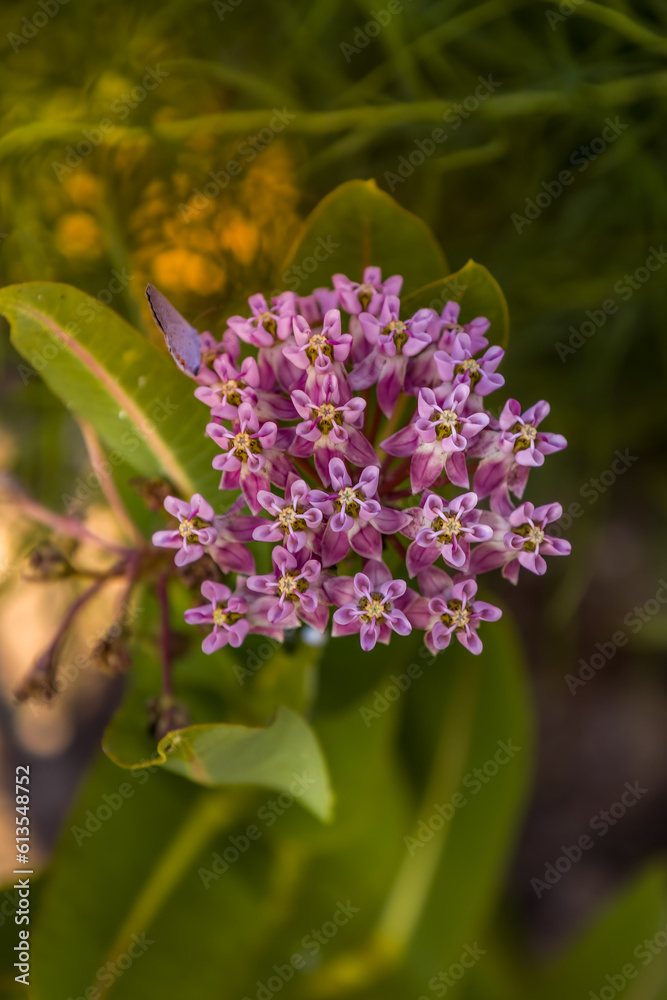 Fototapeta premium Milkweed