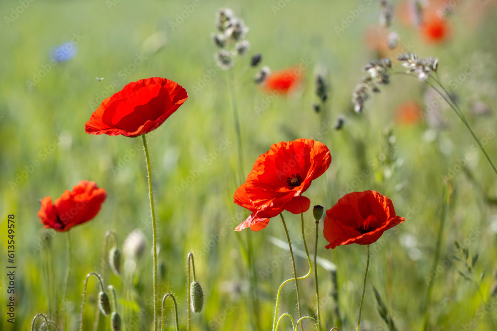 Fototapeta premium Red poppy flowers
