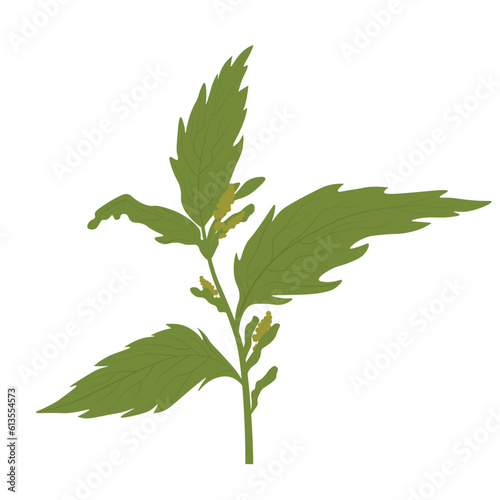 Nettle vector stock illustration. Isolated on a white background. Lamium album, commonly called white nettle or white dead-nettle, dead nettle.