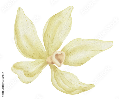 Vanilla Flower. Watercolor hand drawn illustration of herbal food spice on transparent isolated background. Drawing of blooming beige orchid for essential oil or natural cosmetic. Aromatic ingredient.