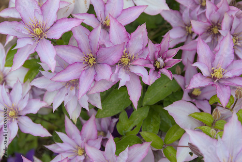 Many white pink clematis as a pattern with green leaves and fresh blossoms in the garden. photo