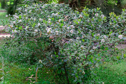 Indian hawthorn (Rhaphiolepis indica) bush at the Botanical Garden in Cagliari. Sardinia, Italy