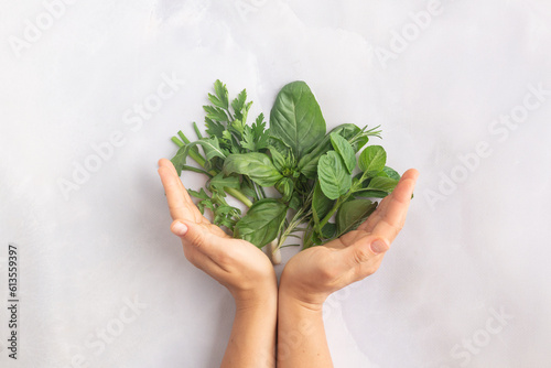 Assortment of fresh green herbs on grey form of tree woman hands