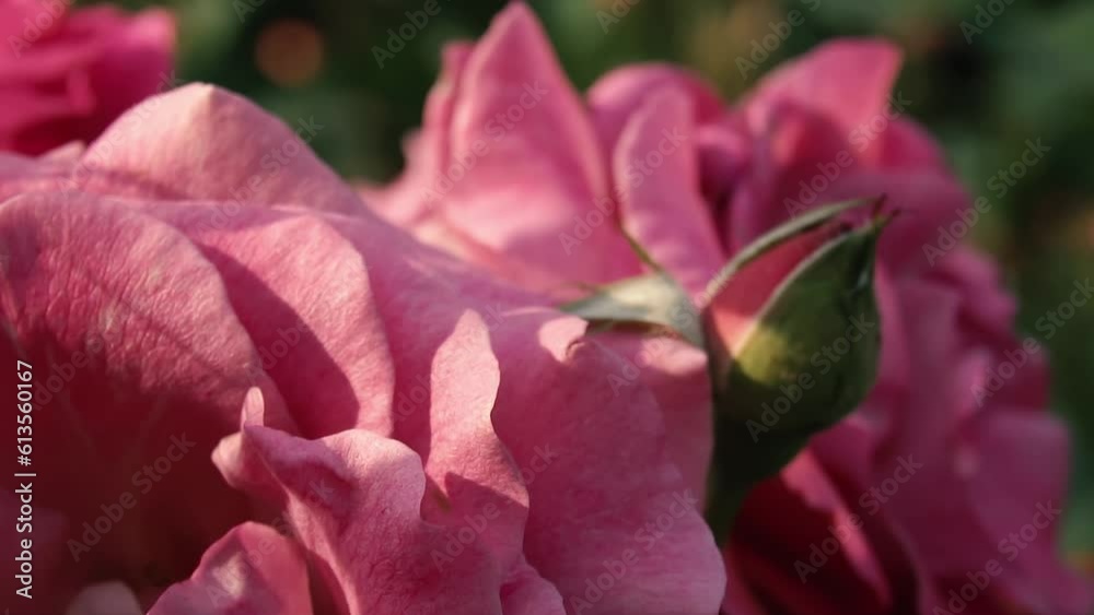 Blooming roses at sunset time in Globy park, Dnipro, slow motion Blooming roses at sunset time in Globy park, Dnipro, slow motion