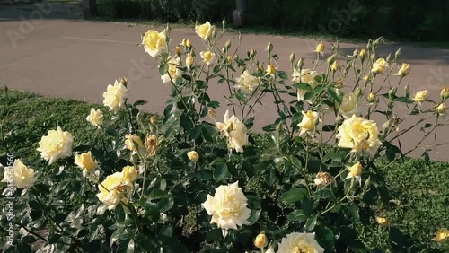 Blooming roses at sunset time in Globy park, Dnipro, slow motion photo