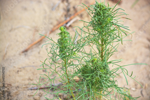 Two-year Mugwort  Artemisia biennis . Kazakhstan. Desert near Lake Balkhash. Summer.