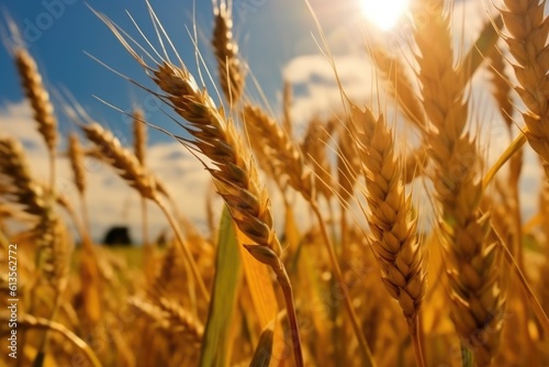 beautiful wheat field in sunset  AI Generative