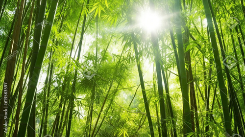 Asian Bamboo forest with morning sunlight. Generative AI
