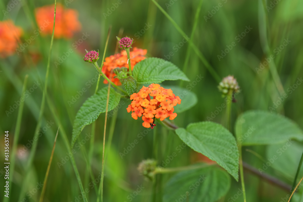 A macro view of the orange-red inflorescences of the lantana flower in the garden A macro view of the orange-red inflorescences of the lantana flower in the garden