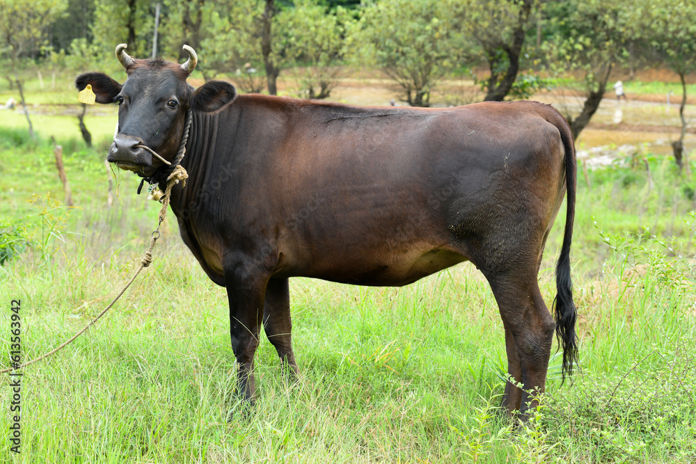 Closeup of an Indian black cow standing near an empty field of agriculture Closeup of an Indian black cow standing near an empty field of agriculture
