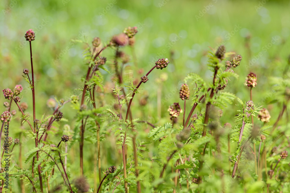 Group of blooming salad burnets (Sanguisorba minor). Group of blooming salad burnets (Sanguisorba minor).