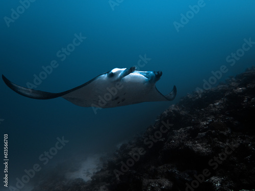 Giant Manta Ray at a Cleaning Station