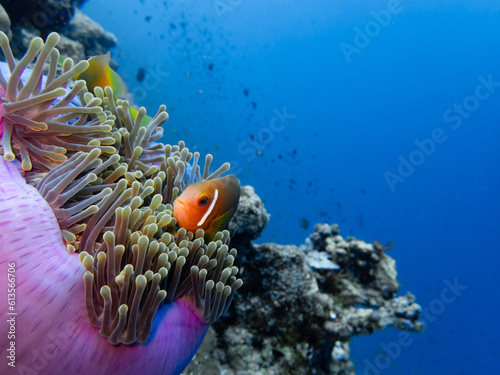 Maldivian Clownfish in his Anemone photo