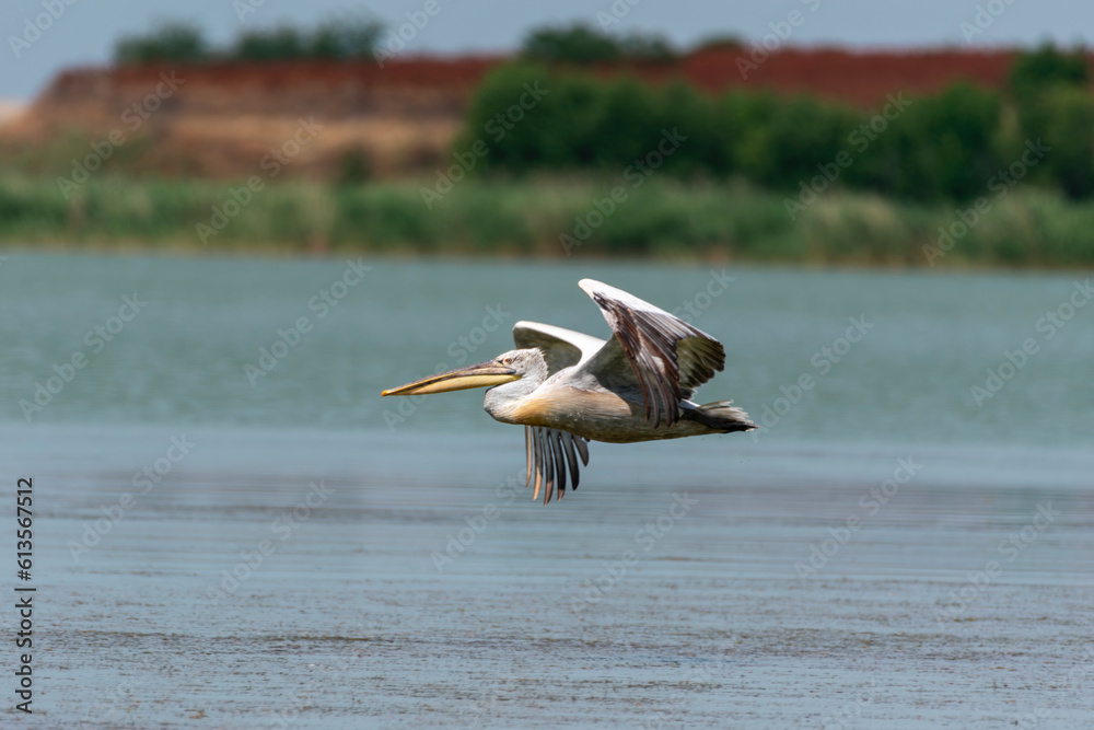 Pelecanus onocrotalus Pelican comun Great white pelican StockFoto