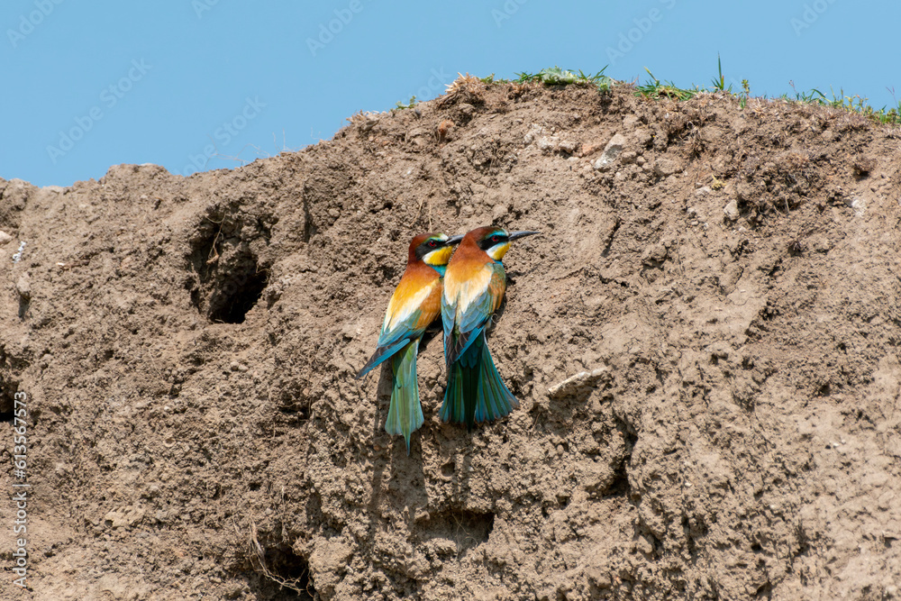 European bee-eater European bee-eater