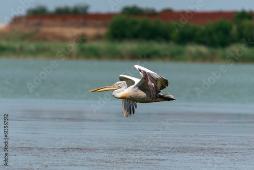 Pelecanus onocrotalus - Pelican comun - Great white pelican