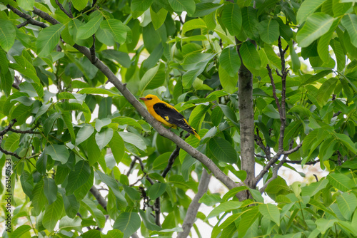 Oriolus oriolus - Grangur