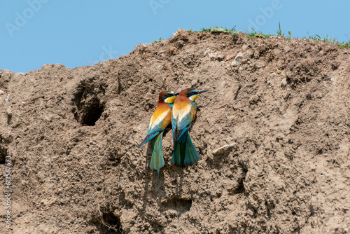 European bee-eater