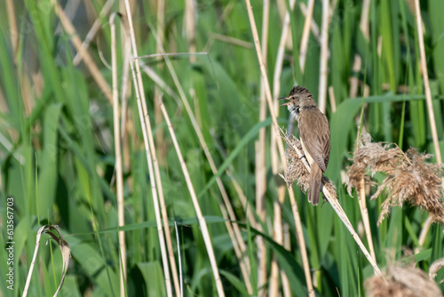 Acrocephalus arundinaceus  - Lacar mare - Great reed warbler © Tiberiu