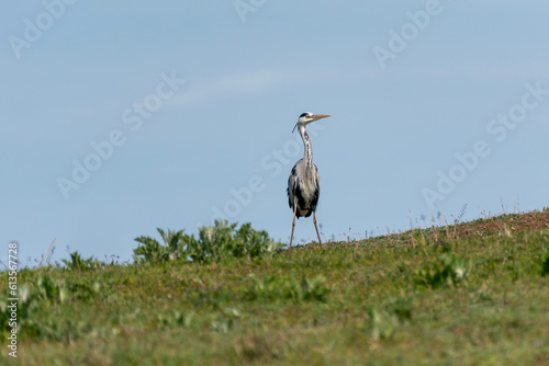 Ardea cinerea - Starc cenusiu - Grey heron