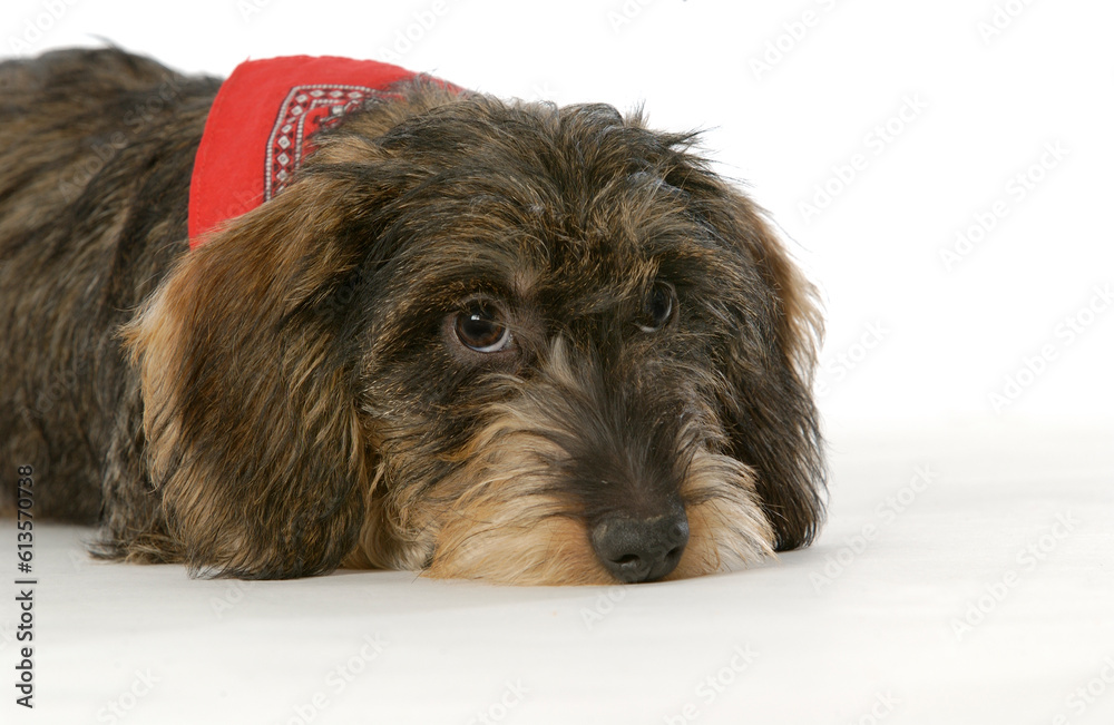 Sad looking wire-haired dachshund on white background