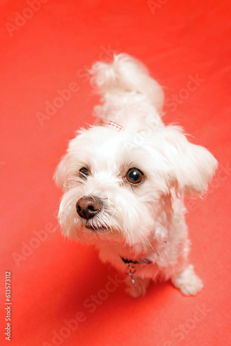 White Maltese dog photoshoot in studio