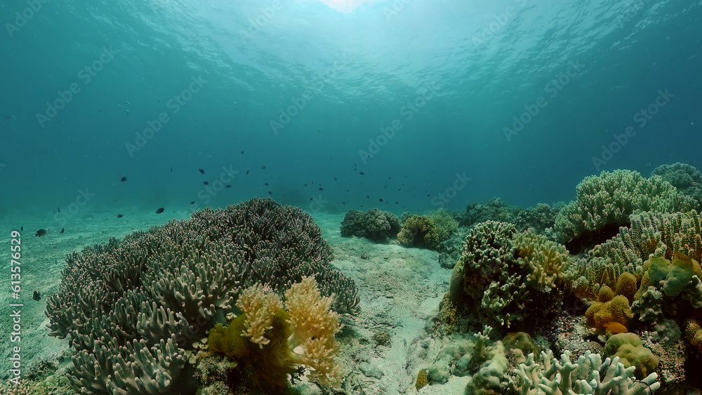 Obraz premium Underwater Tropical Reef View. Tropical fish reef marine. Soft-hard corals seascape. Philippines.