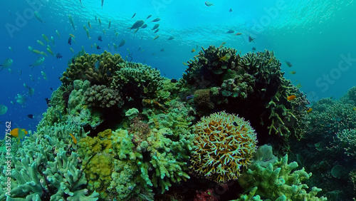 Colourful tropical coral reef. Scene reef. Marine life sea world. Philippines.