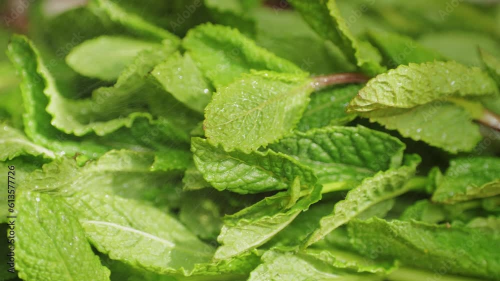 Green leaves of fresh fragrant mint with water drops close-up Green leaves of fresh fragrant mint with water drops close-up