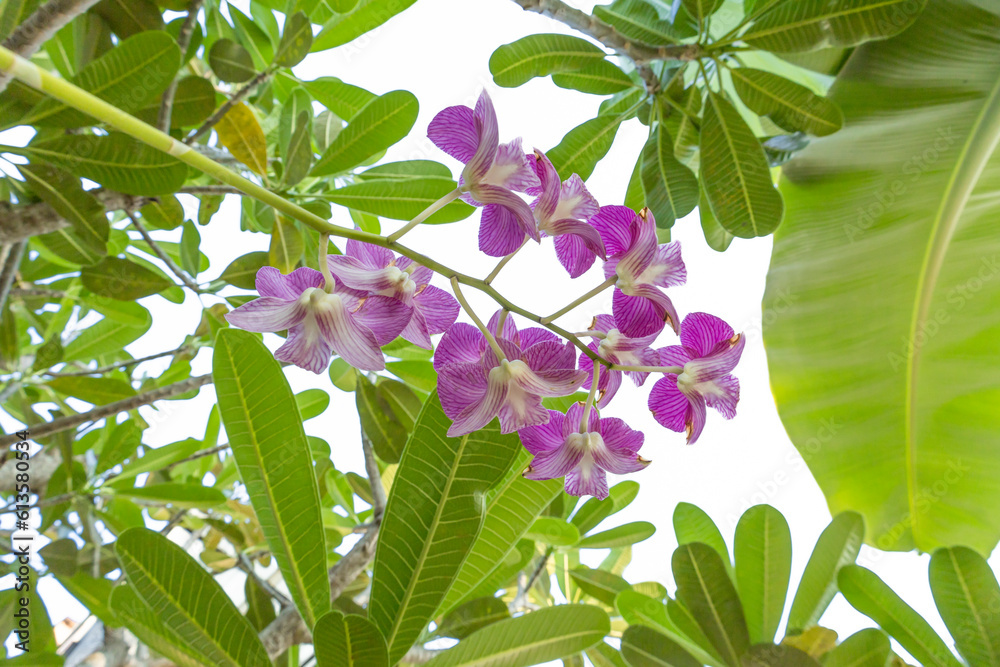 Obraz premium Orchid flower, Aphrodite's Phalaenopsis, blooming orchid flower commonly known as the moon orchid in purple and white colour