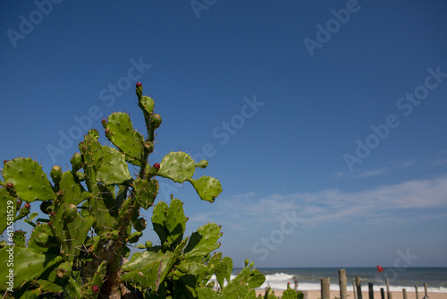 Praia Grumari no Rio de Janeiro photo