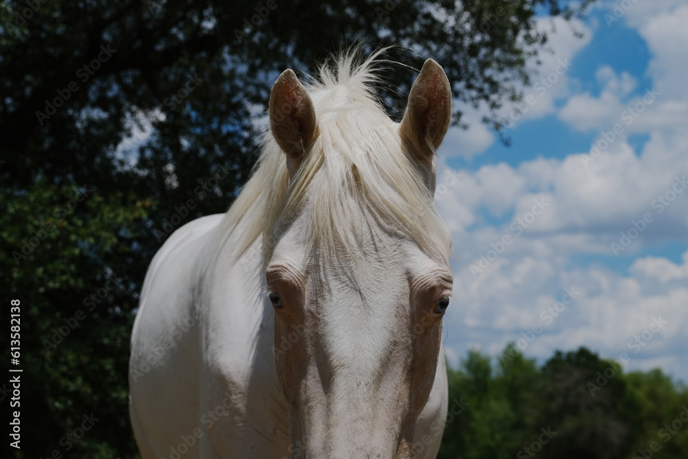 Obraz premium Friendly young white horse closeup in farm field during summer.