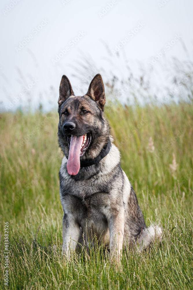 German shepherd dog sitting in grass. Portrait of trained dog outdoors German shepherd dog sitting in grass. Portrait of trained dog outdoors