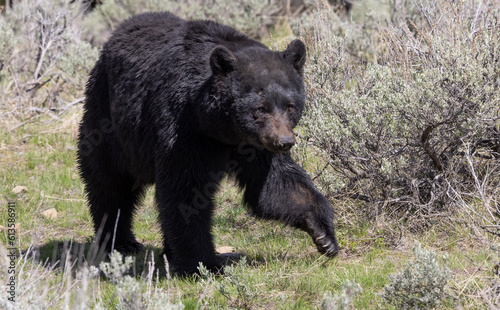 Black Bear in Yellowstone National Park Wyoming in Springtime