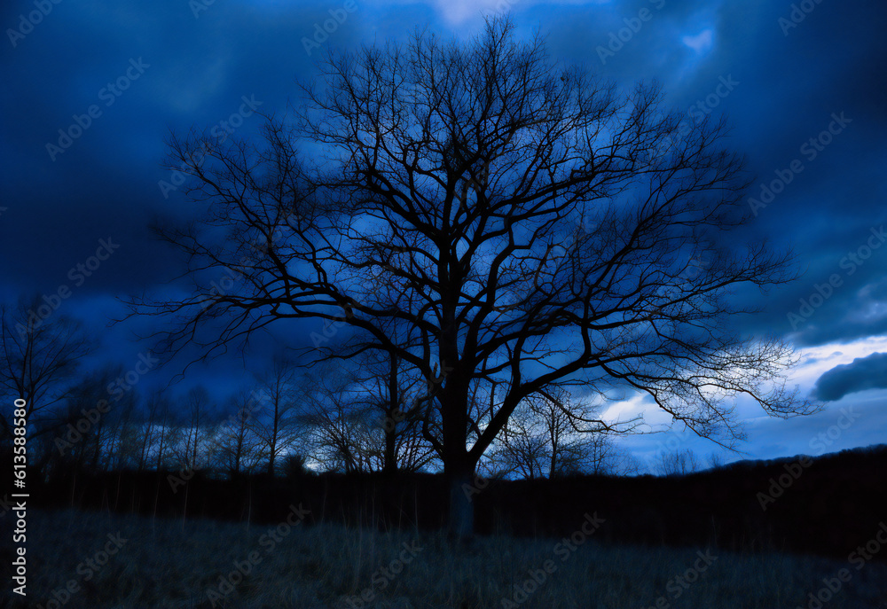 tree silhouetted against the dark sky tree silhouetted against the dark sky