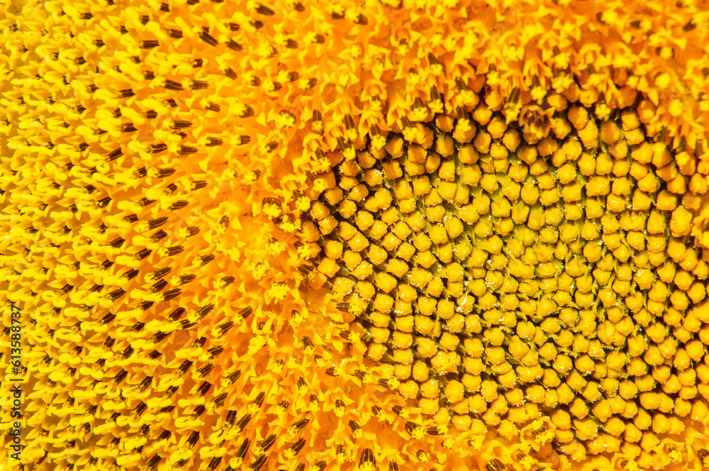 Macro fotografía de las semillas de un girasol.