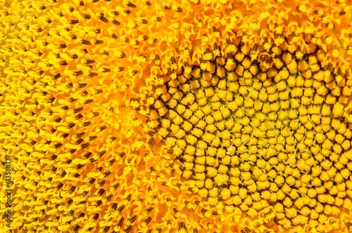 Macro fotograf  a de las semillas de un girasol.