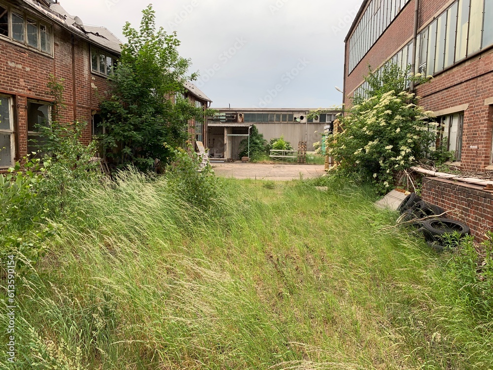 Sinfonie einer veralteten Industriehalle. Ein Ort an dem sich die Natur langsam wieder ihren Platz zurück erobert.