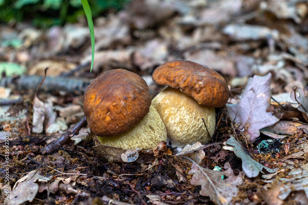 Photography of two porcini mushrooms in their natural environment. Closeup photography of twin Boletus Edulis mushrooms in the forest.