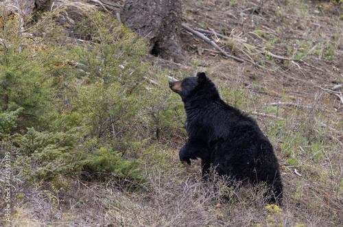 Black Bear in Yellowstone National Park Wyoming in Springtime
