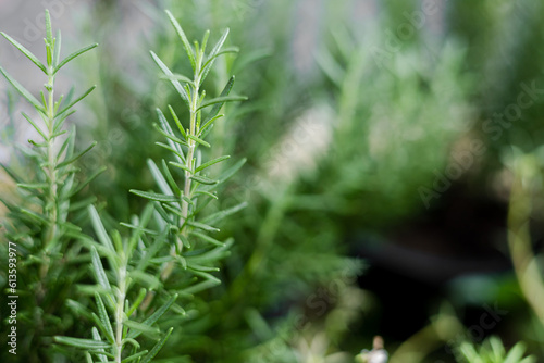 Fresh Rosemary Herb grow outdoor. Rosemary leaves Close-up. , Fresh Rosemary Herb grow outdoor
