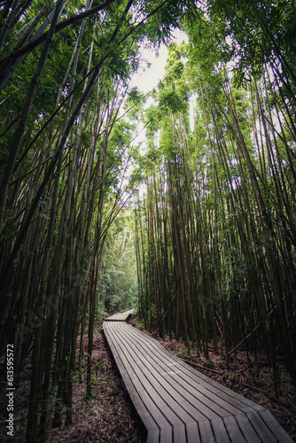 Fototapeta Naklejka Na Ścianę i Meble -  Bambuswald auf Hawaii